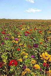 《四海兄弟：故乡》PC最终配置需求 4070Ti爽玩